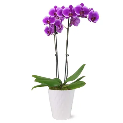 Orchid Phalaenopsis in Purple - Garage Flowers NYC