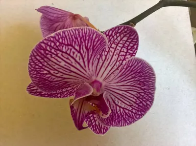 Live Phalaenopsis Orchid Plant in Black Planter - Purple | VivaTerra