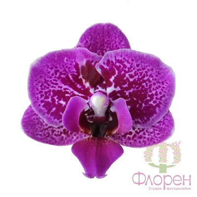 Purple Swirl Phalaenopsis Orchid – Queens Flower Delivery