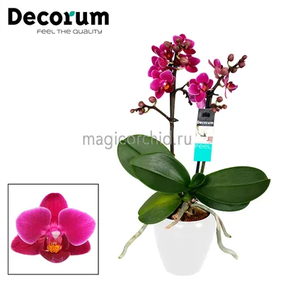 Just Add Ice Premium Orchid (Phalaenopsis) Purple Plant in 5 in. White  Ceramic Pottery J5011 - The Home Depot