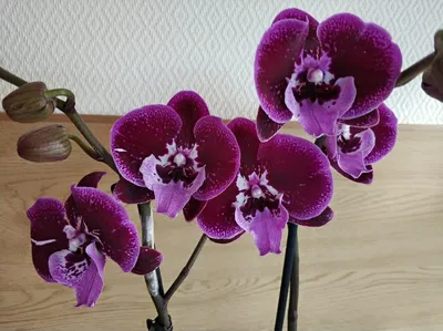 Фаленопсис мультифлора Purple Princess Пурпур Принцес купить в Москве -  MAGICORCHID