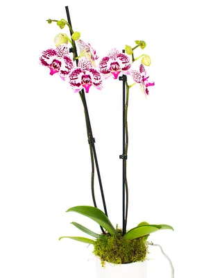 Double Purple Phalaenopsis orchid Plant