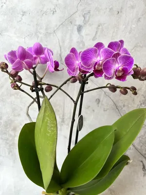 Close-up of Purple Spotted Phalaenopsis orchid flowers Stock Photo - Alamy