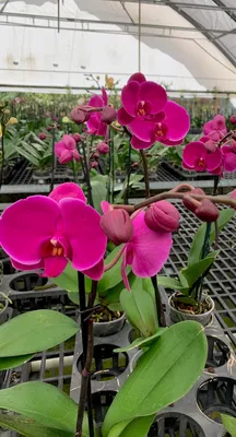 Phalaenopsis Orchid - Double Stem with Container - Orchids By Flourish
