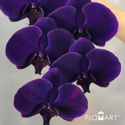 Purple Phalaenopsis Orchid Plant Delivery - French Florist