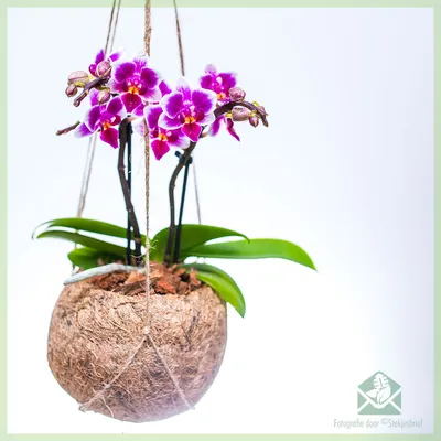 Фаленопсис Орхидея 2 ствола tend.plant 155911317 купить в интернет-магазине  Wildberries
