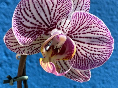 Purple Phalaenopsis Orchid Orchidaceae 'Moth orchids' Blooming size – Aloha  Hawaii Orchids