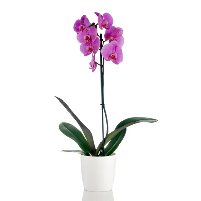 Phalaenopsis Princess Purple: Charming little round and chubby purple  flowers. Mico-mini will eventually grow large enough to branch… | Instagram