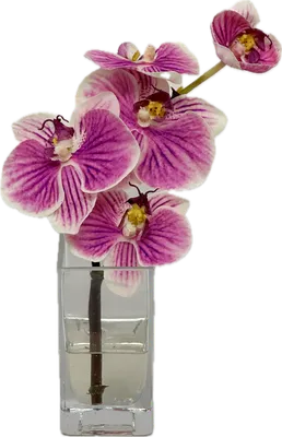 Purple Phalaenopsis Orchids at home. | These charming orchid… | Flickr