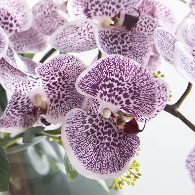 Orchid 'Purple Fucshia Phalaenopsis' - Green Thumb Nursery