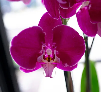 Phalaenopsis Dwarf- Purple Single Stem – Floretly