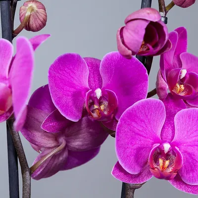 PHALAENOPSIS CUT STEM PURPLE - Wholesale Flowers - Cascade Floral