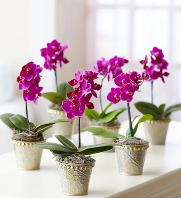 Single Purple Phalaenopsis Orchid