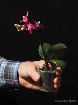 Baby Phalaenopsis Bud Vase - Faux Water (Purple White) - Excentricities,  Inc.
