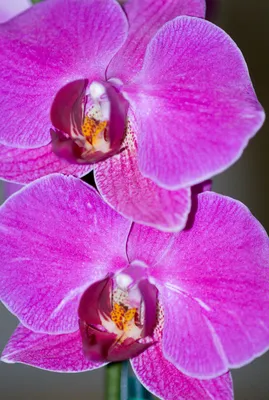 Artificial Purple Phalaenopsis with Twigs and Greens in Glass Cylinder Vase