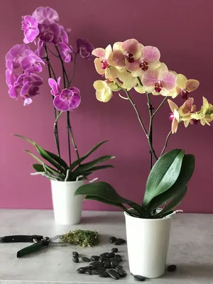 Purple Phalaenopsis Orchid with Glass Container