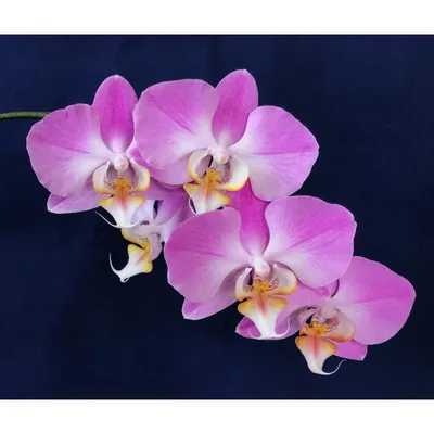 Mini Purple Phalaenopsis Orchid in Tin