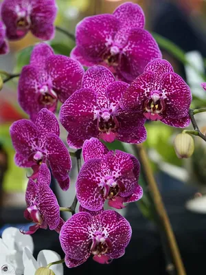 Phalaenopsis Orchid Plant - Delivery in Eugene, Oregon – Foxbound Flowers