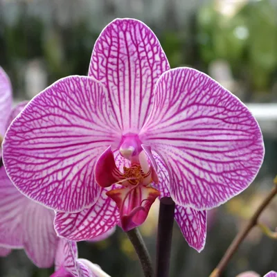 Орхидея Phal. Purple Dust - купить, доставка Украина
