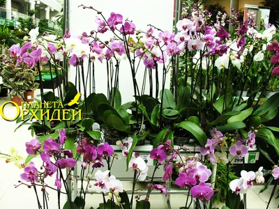 Орхидея — уход после цветения | Phalaenopsis orchid, Orchid plants,  Phalaenopsis