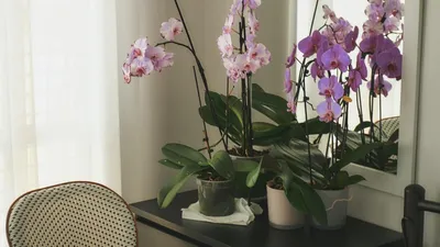 Орхидея фаленопсис - Orchidaceae phalaenopsis. Уход за фаленопсисом.