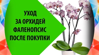 Борона / Передовые технологии / Цветоводство / Уход за орхидеями в домашних  условиях (часть 1)