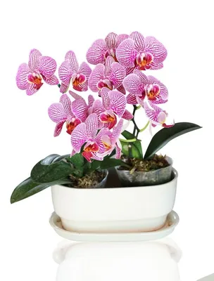 Орхидея Фаленопсис. Общие правила ухода - Orchid Care