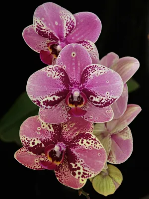 Phalaenopsis Frontera