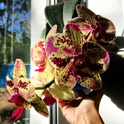 Орхидея Фаленопсис Фронтера 2 ствола купить в Москве
