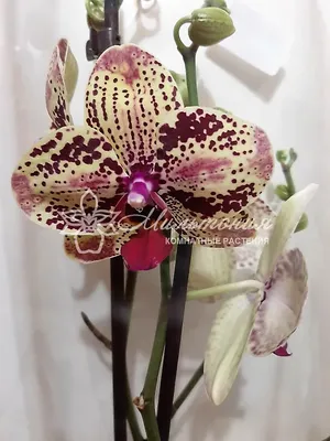 Phalaenopsis 'Frontera' | Phalaenopsis orchid, Orchids, Phalaenopsis