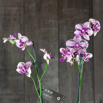 Фаленопсис Фронтера (Phalaenopsis Frontera) — купить в интернет-магазине  Ангелок