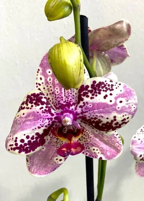 Орхидея Phalaenopsis Frontera peloric