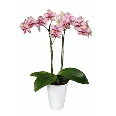 X 上的 ᗷᖇEᑎᗪᗩ ❤️：「Phalaenopsis Frontera 😍❤️ #phalaenopsisorchid #phalaenopsis  #orchids #cannes #france #frontera #flowers https://t.co/T2qvSrxJww」 / X