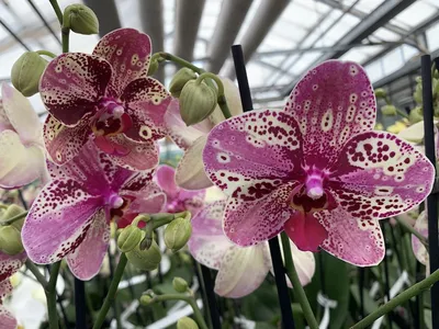 Орхидея Фаленопсис Фронтера (Phalaenopsis Frоntera)