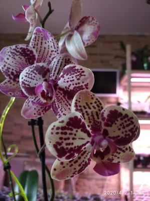 Орхидея Фаленопсис Фронтера 2 ствола D:12см H:60см купить в Москве с  доставкой