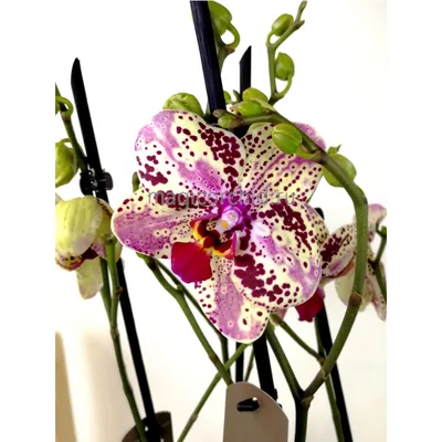 Phalaenopsis Frontera - Орхидеи, орхидеи уход субстратов, Oрхидариумы