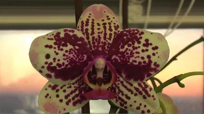 Phalaenopsis Frontera | Orchideen-Wichmann