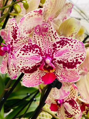 Орхидея Фронтера. Очень интересная, долгоцветущая красавица.  #орхидеяфаленопсис #орхидея | Instagram