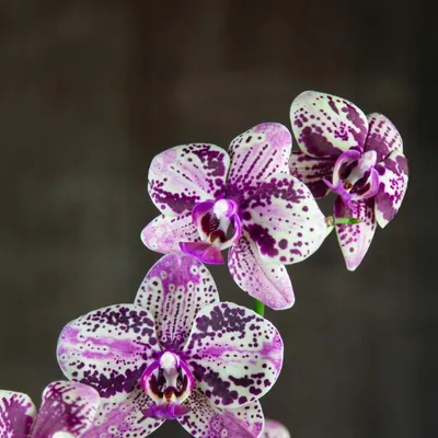 Орхидея Фронтера фаленопсис 2ветви 92497: купить в каталоге «ОРХИЛАНДИЯ  орхидеи фаленопсис,ванда купить СПБ» | ВКонтакте