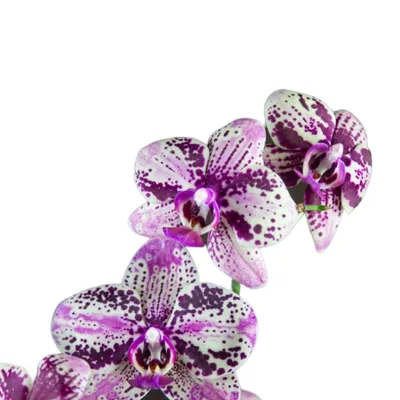 Орхидея. Фаленопсис Frontera - YouTube
