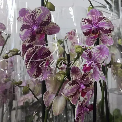 Phalaenopsis Frontera - Giulio Celandroni Orchidee