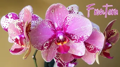 Орхидея Фаленопсис Фронтера 2 ст, Живые растения в Москве, купить по цене  2100 RUB, Цветы в горшках в LuxuryPlants с доставкой | Flowwow