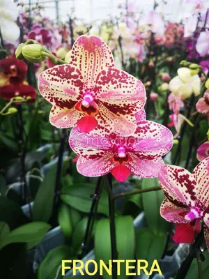 Купить Фаленопсис (орхидея) 12*60 2 ствола Frontera (Phalaenova) оптом |  Paeonia