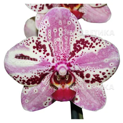 Frontera орхидея фаленопсис фронтера - 300 грн, купить на ИЗИ (27509862)