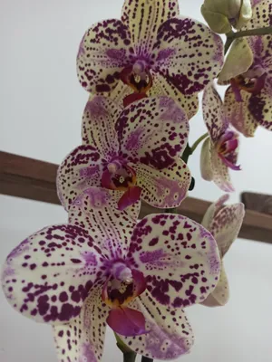 ОРХИДЕЯ ФРОНТЕРА | Цветение орхидеи Frontera 🌸 - YouTube