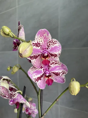 Орхидея Фаленопсис Фронтера купить в Москве недорого! | Интернет-магазин  домашних растений и комнатных цветов!