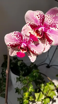 Орхидея Фаленопсис Frontera – купить в Санкт-Петербурге, цена 700 руб.,  продано 17 апреля 2019 – Растения и семена