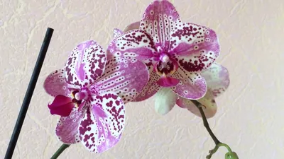 Орхидея фаленопсис 2 рр Беликос Bellicose 12/70: купить оптом в Москве