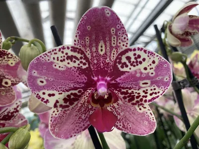 Купить орхидею Фаленопсис Фронтера (Frontera) с доставкой по Украине.