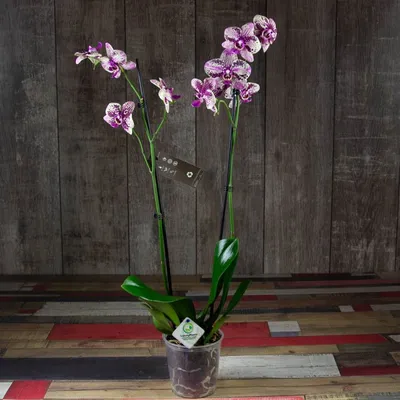 Frontera Optistar - садовник Opti-flor (2 цветоноса Ø 12 см)